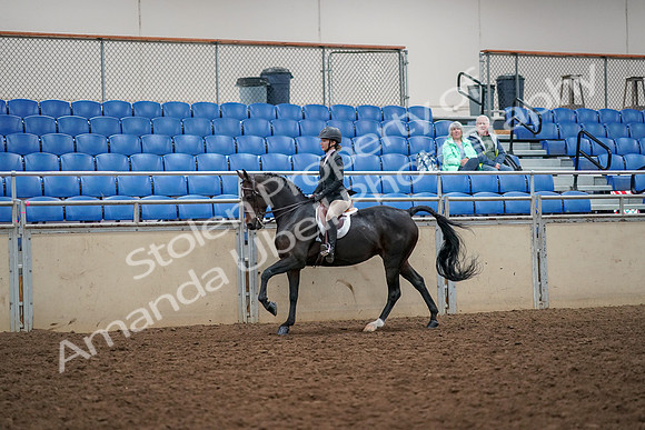 2019 Morgan Horse Show - Aug 30, 2019 - 23395