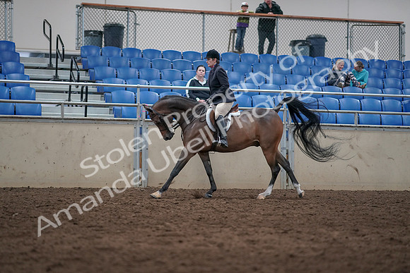 2019 Morgan Horse Show - Sept 01, 2019 - 08652