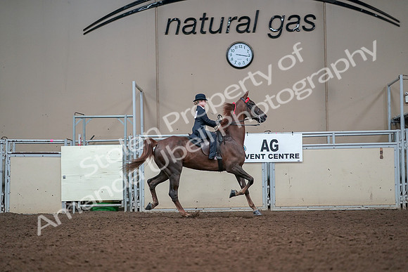 2019 Morgan Horse Show - Aug 30, 2019 - 17991