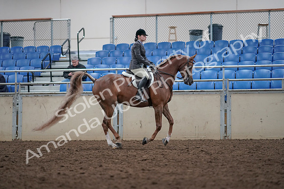 2019 Morgan Horse Show - Aug 31, 2019 - 16079