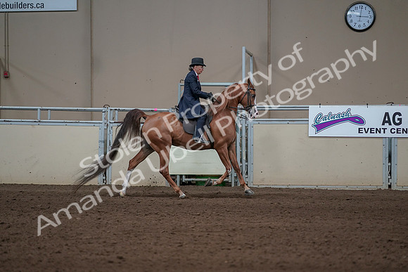 2019 Morgan Horse Show - Sept 01, 2019 - 12044