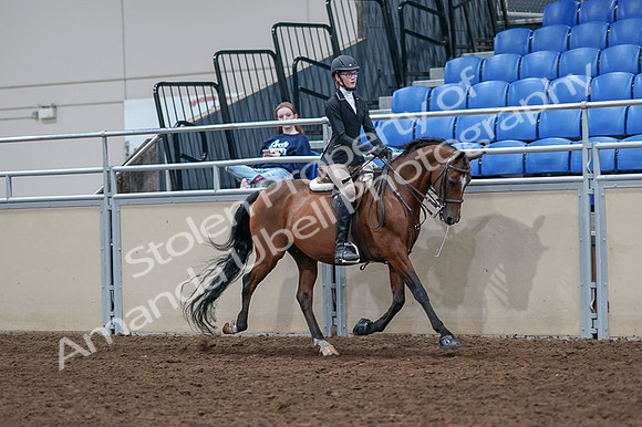 2020 - AB Morgan Horse - Fri, Sept 04 - 06103
