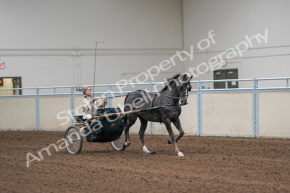 2020 - AB Morgan Horse - Sat, Sept 05 - 05916