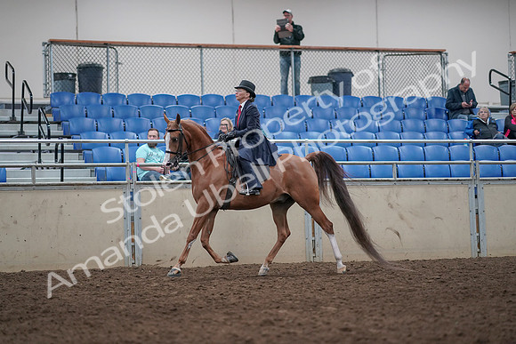 2019 Morgan Horse Show - Aug 31, 2019 - 08544