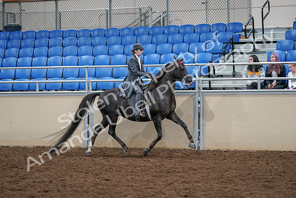 2020 - AB Morgan Horse - Sat, Sept 05 - 13949