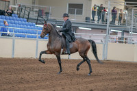 2020 - AB Morgan Horse - Sun, Sept 06 - 00287