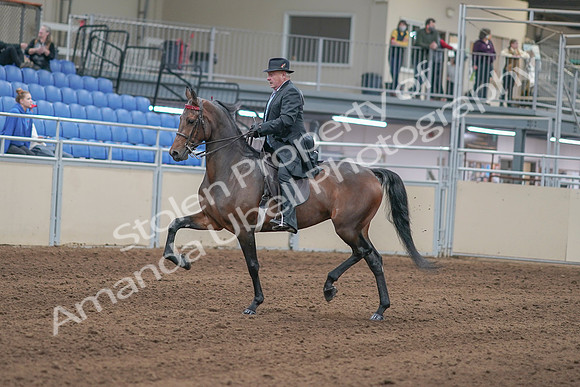 2020 - AB Morgan Horse - Sun, Sept 06 - 00287