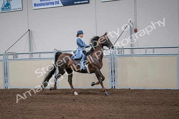 2020 - AB Morgan Horse - Fri, Sept 04 - 05123