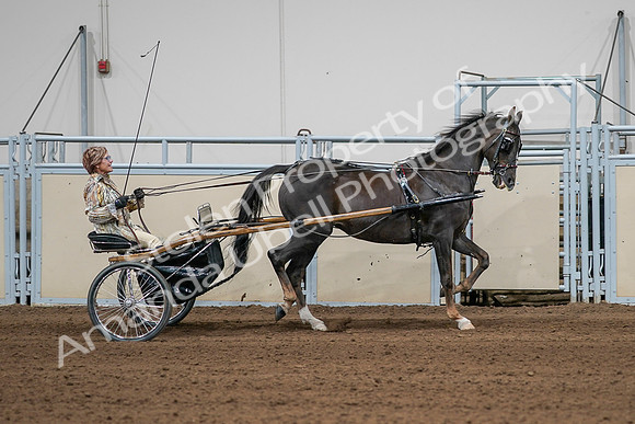 2020 - AB Morgan Horse - Sat, Sept 05 - 05891