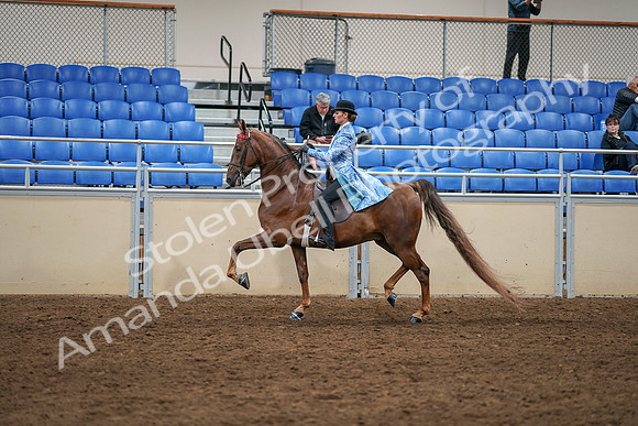 2020 - AB Morgan Horse - Sat, Sept 05 - 03316