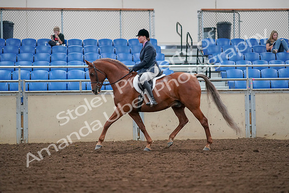 2019 Morgan Horse Show - Aug 30, 2019 - 16196