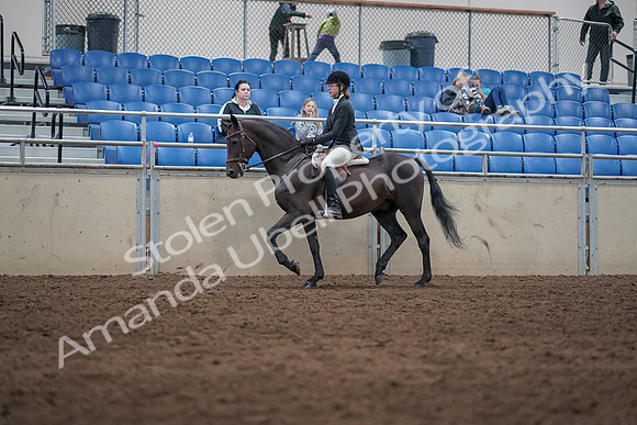 2019 Morgan Horse Show - Sept 01, 2019 - 09009