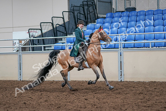 2020 - AB Morgan Horse - Sat, Sept 05 - 13869