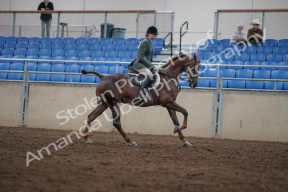 2019 Morgan Horse Show - Sept 01, 2019 - 08847