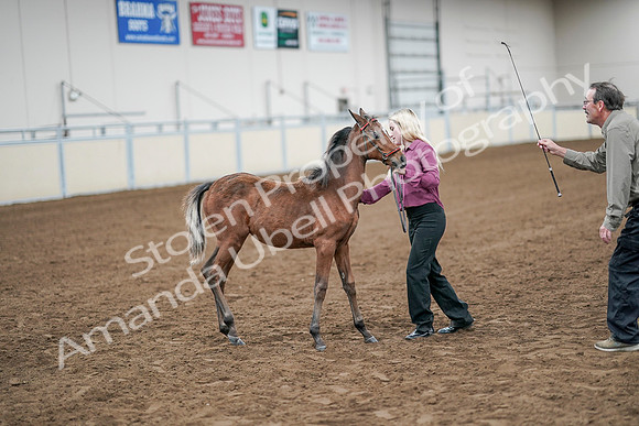 2020 - AB Morgan Horse - Sat, Sept 05 - 00518