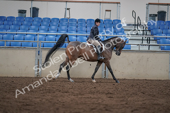 2019 Morgan Horse Show - Sept 01, 2019 - 08814