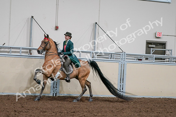 2020 - AB Morgan Horse - Sat, Sept 05 - 13794