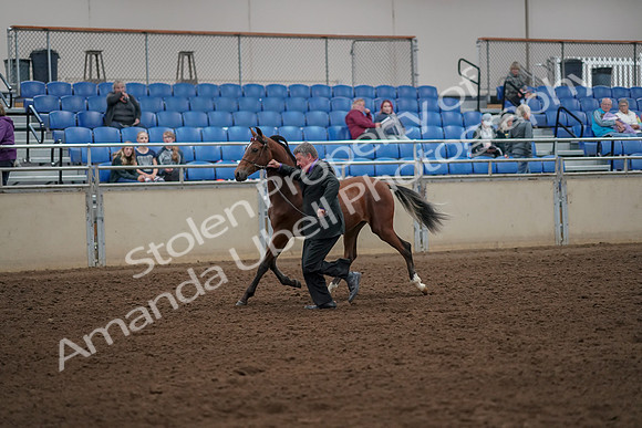 2019 Morgan Horse Show - Aug 30, 2019 - 25551