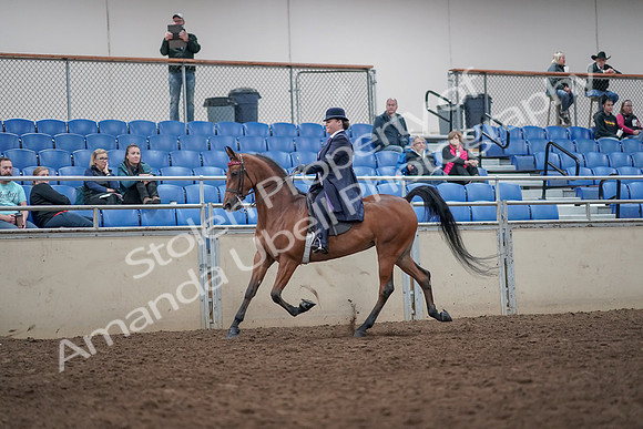 2019 Morgan Horse Show - Aug 31, 2019 - 08636