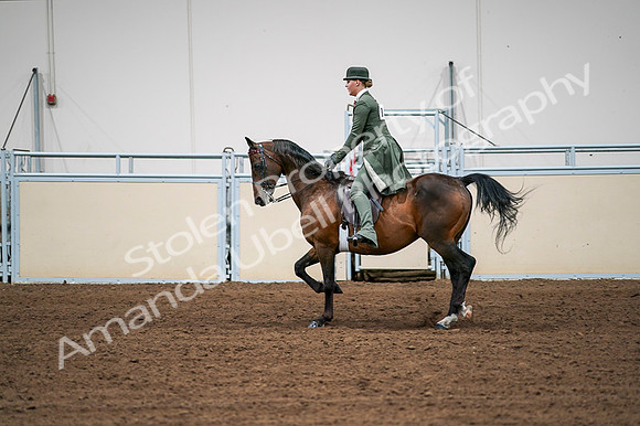 2020 - AB Morgan Horse - Fri, Sept 04 - 03310