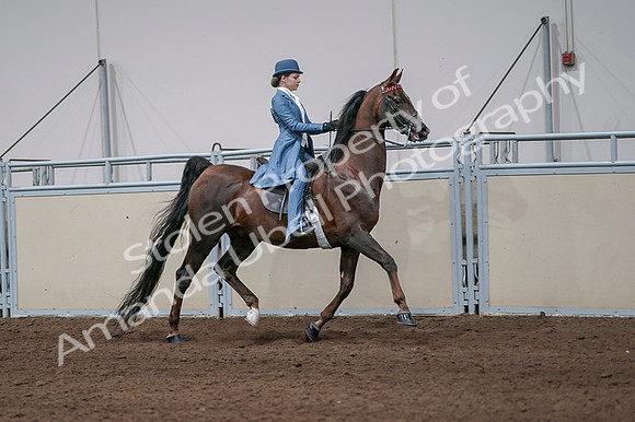 2020 - AB Morgan Horse - Fri, Sept 04 - 05121