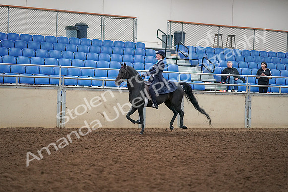 2019 Morgan Horse Show - Aug 30, 2019 - 12326
