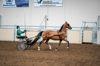 2020 - AB Morgan Horse - Sat, Sept 05 - 12455