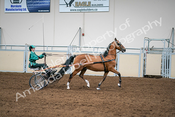 2020 - AB Morgan Horse - Sat, Sept 05 - 12455
