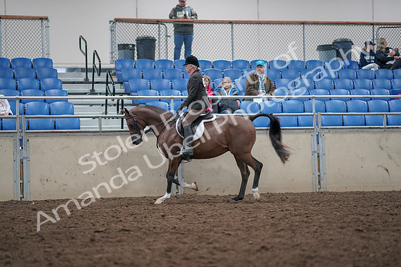 2019 Morgan Horse Show - Aug 31, 2019 - 15868