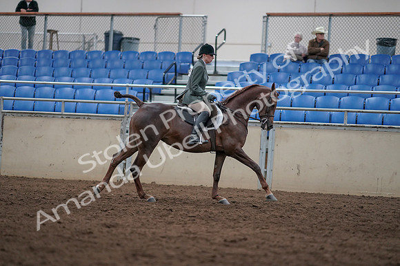 2019 Morgan Horse Show - Sept 01, 2019 - 08849