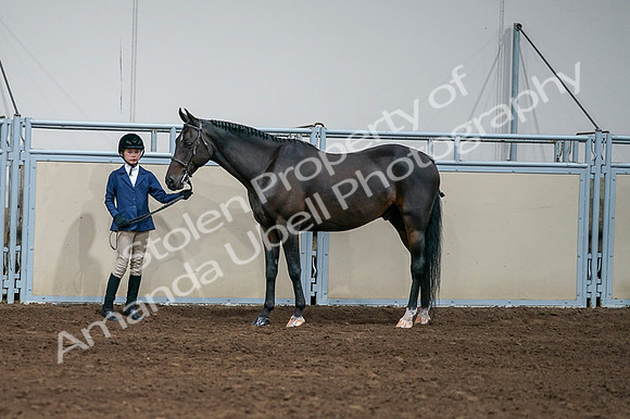 2020 - AB Morgan Horse - Fri, Sept 04 - 00850