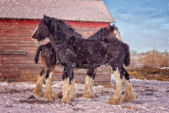 other breeds - 028