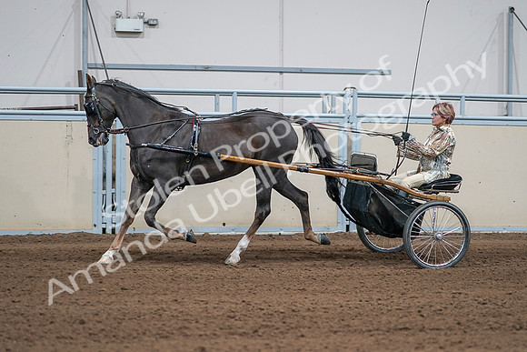 2020 - AB Morgan Horse - Sat, Sept 05 - 05885