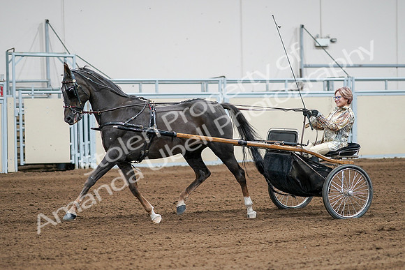 2020 - AB Morgan Horse - Sat, Sept 05 - 06015