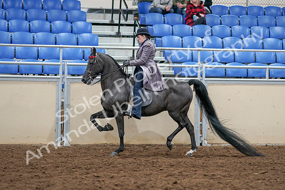 2020 - AB Morgan Horse - Sat, Sept 05 - 13614