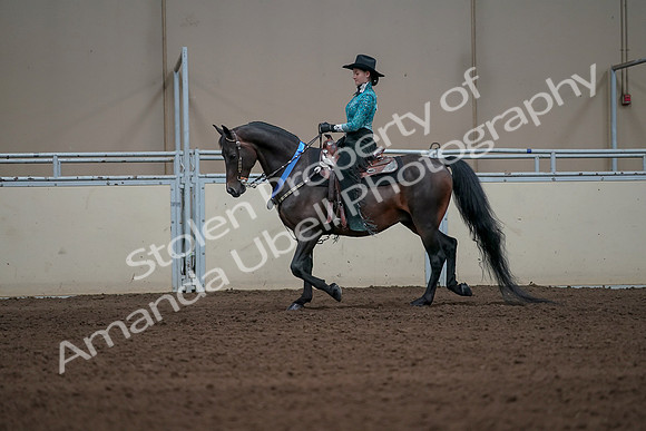 2019 Morgan Horse Show - Sept 01, 2019 - 07312