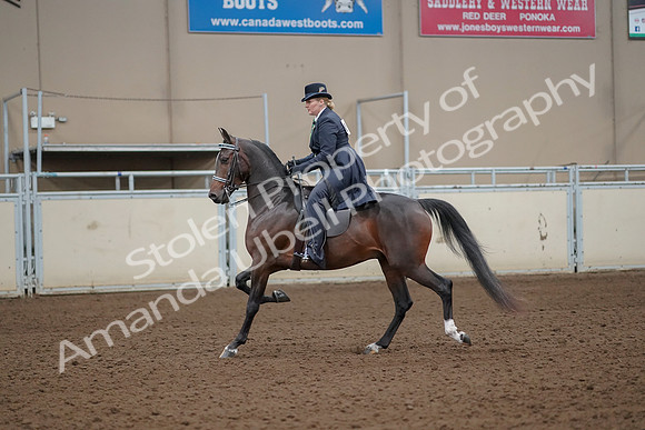 2019 Morgan Horse Show - Aug 30, 2019 - 24316