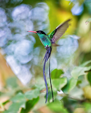 Jamaica - 077