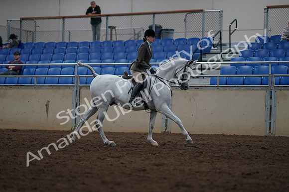 2019 Morgan Horse Show - Sept 01, 2019 - 08827
