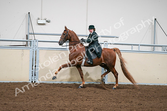 2020 - AB Morgan Horse - Sat, Sept 05 - 08047