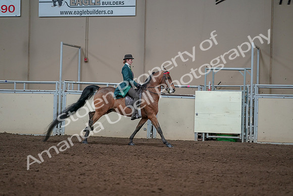 2019 Morgan Horse Show - Sept 01, 2019 - 13383