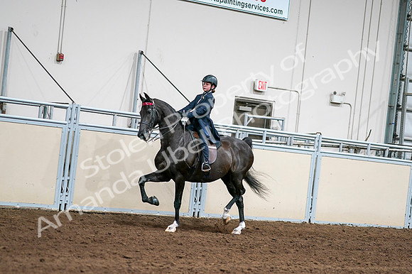 2020 - AB Morgan Horse - Fri, Sept 04 - 03003