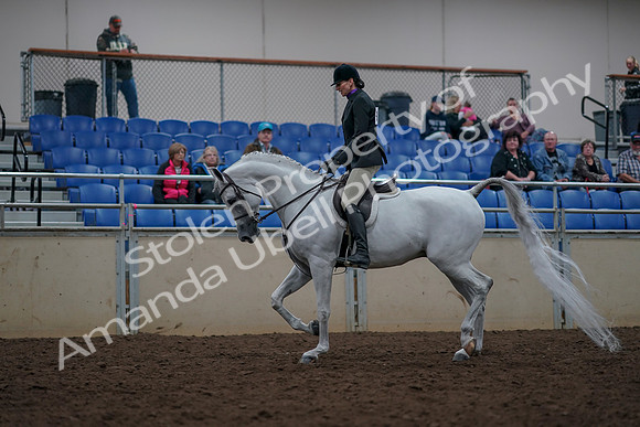 2019 Morgan Horse Show - Aug 31, 2019 - 15898