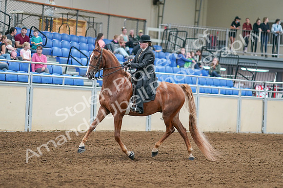2020 - AB Morgan Horse - Sat, Sept 05 - 07980
