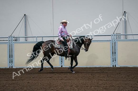 2020 - AB Morgan Horse - Fri, Sept 04 - 00552