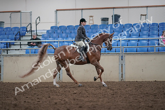 2019 Morgan Horse Show - Aug 31, 2019 - 16081