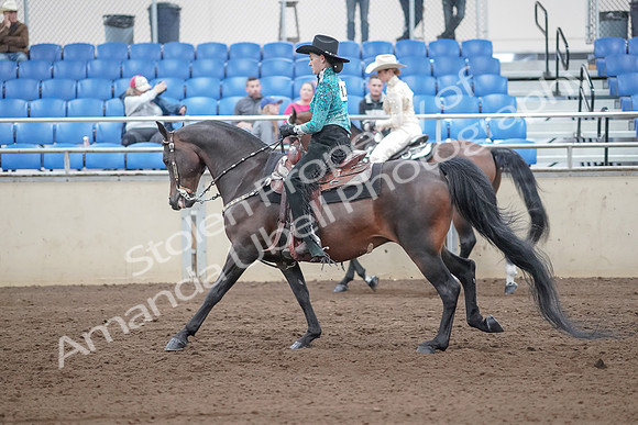 2019 Morgan Horse Show - Sept 01, 2019 - 07011