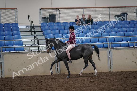 2019 Morgan Horse Show - Aug 30, 2019 - 31150