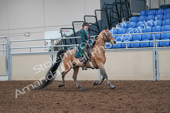 2020 - AB Morgan Horse - Sat, Sept 05 - 13862