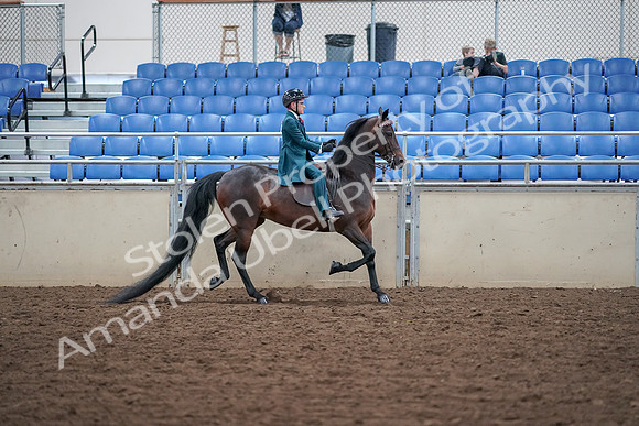 2019 Morgan Horse Show - Aug 30, 2019 - 18173
